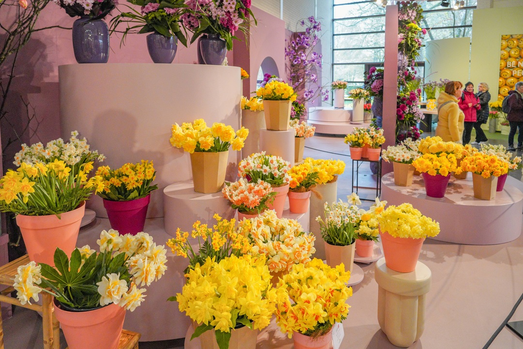 Narcissen bijzondere bolgewassenshow Keukenhof betovert kleur geur en vorm